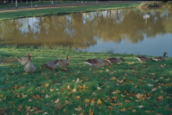 CONVERTED WITH PHOEBUS BY POST-FX