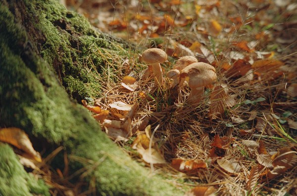 CONVERTED WITH PHOEBUS BY POST-FX