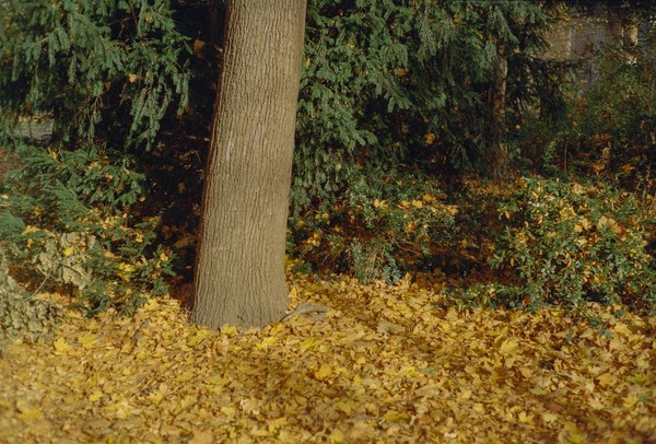 CONVERTED WITH PHOEBUS BY POST-FX