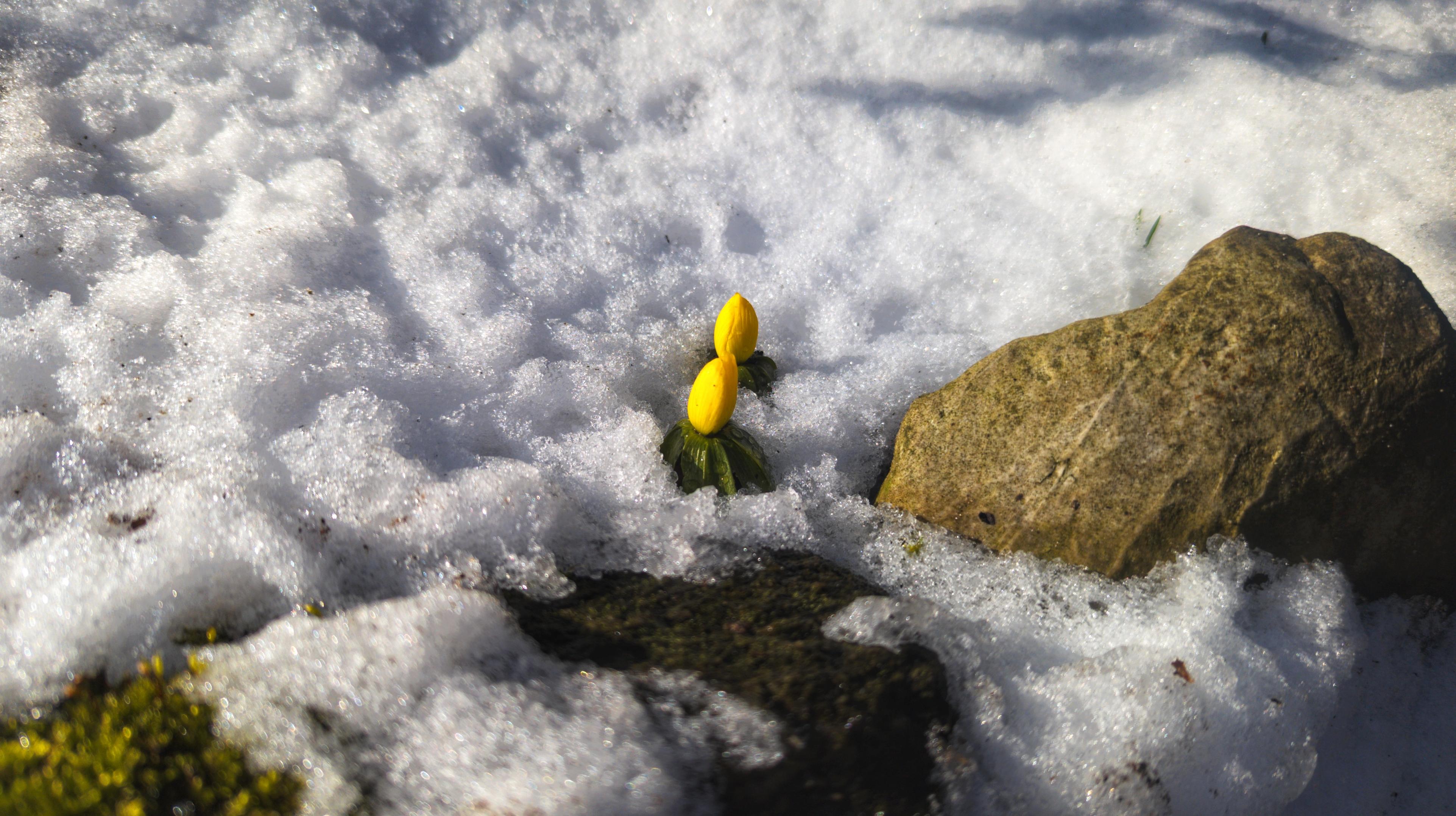 Neben einem Stein schauen zwei gelbe Krokusse unterm Schnee hervor