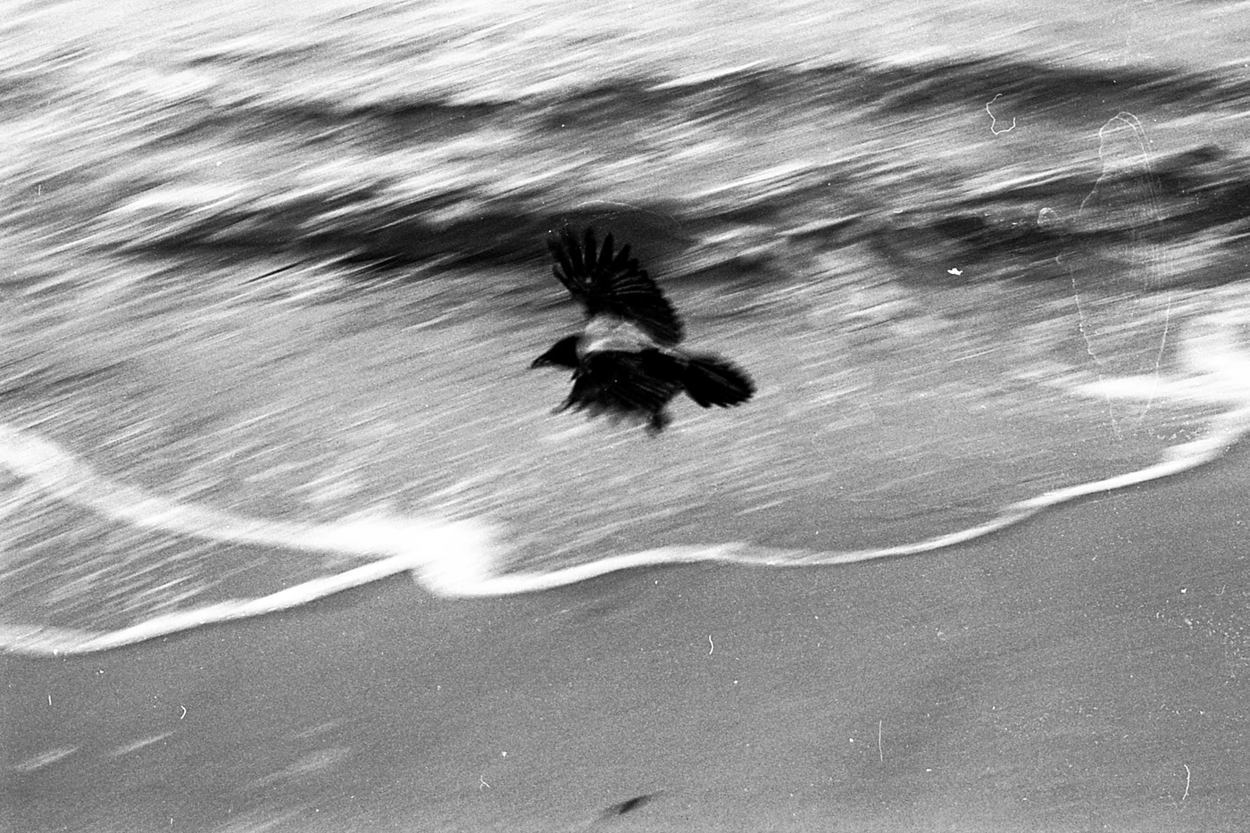 ein schwarzweißes bild eines verwuschelten vogels im flug vor wellen am strand, alles ist unscharf 