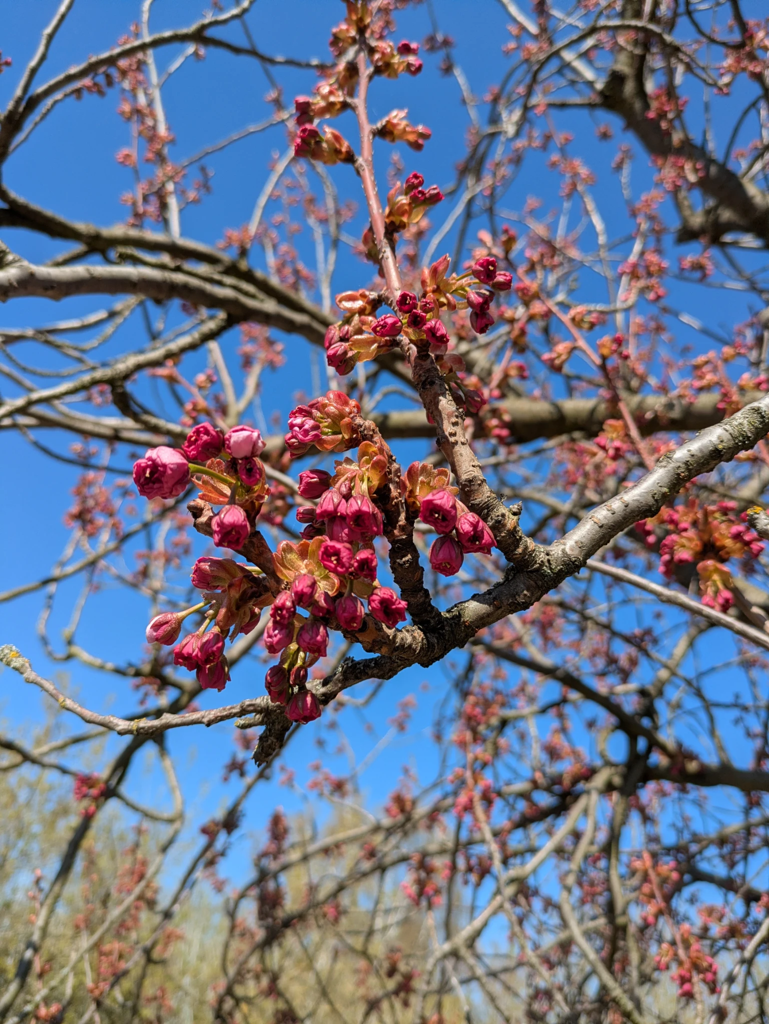 Kirschblüten knospen vor blauem himmel