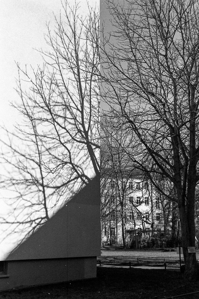 one huge building on left side is illuminated by sun, showing shadows of a tree standing next to the building. in background some other buildings. picture looks like two pictures. hard to explain tbh. did you really read this text? can i write a little horror story in the alt text and nobody is reading it? strange times to be a living dead. 