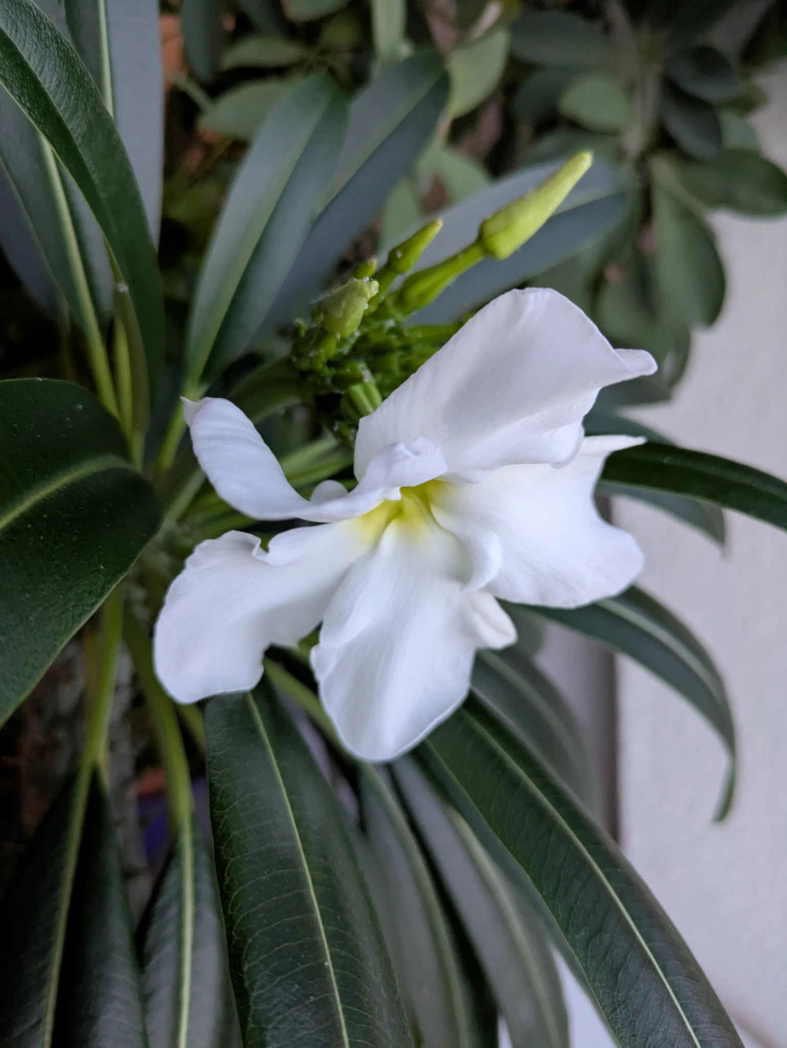 eine weiße blüte an einer pflanze mit sehr langen blättern