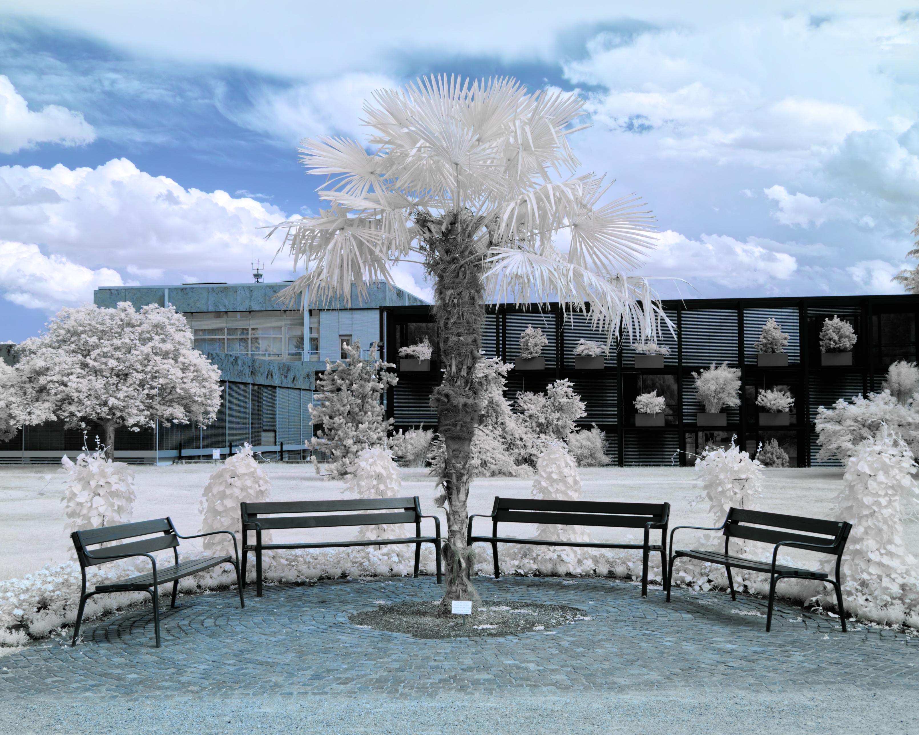 A photo of a palm tree with a widening stem ending in a bright white head surrounded by a half circle of benches. In the backdrop a dramatic, almost brutalist building contrast with the leaves of the bushes and trees inbetween. The clouds above are contrasty, the sky is blue. All leaves are white and bright 