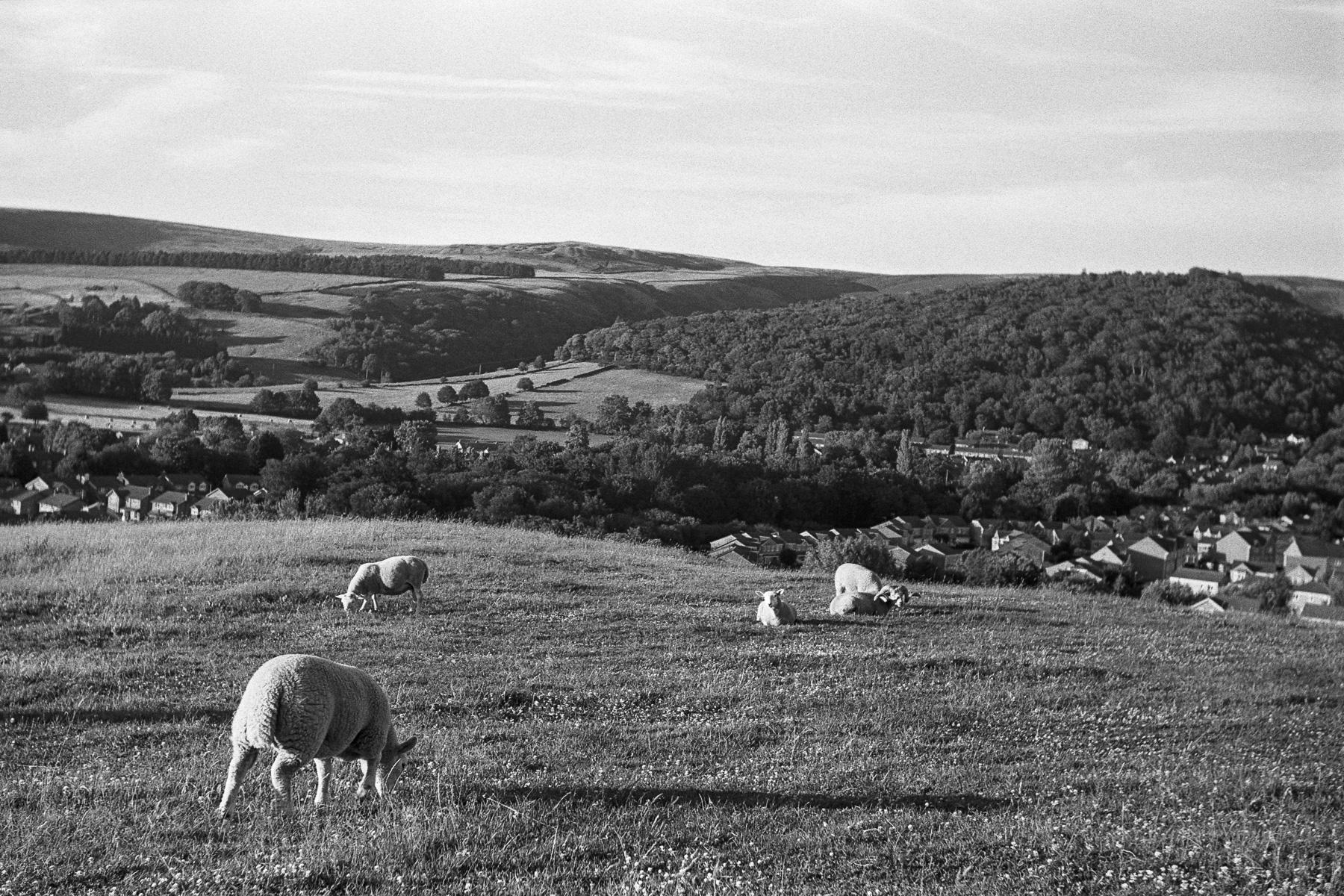 A photograph taken in a hilltop field overlooking the edge of the Peak District in England. A total of five sheep are visible, some eating grass, others laying down. All of them are strongly side lit by a low sun out of frame to the left.