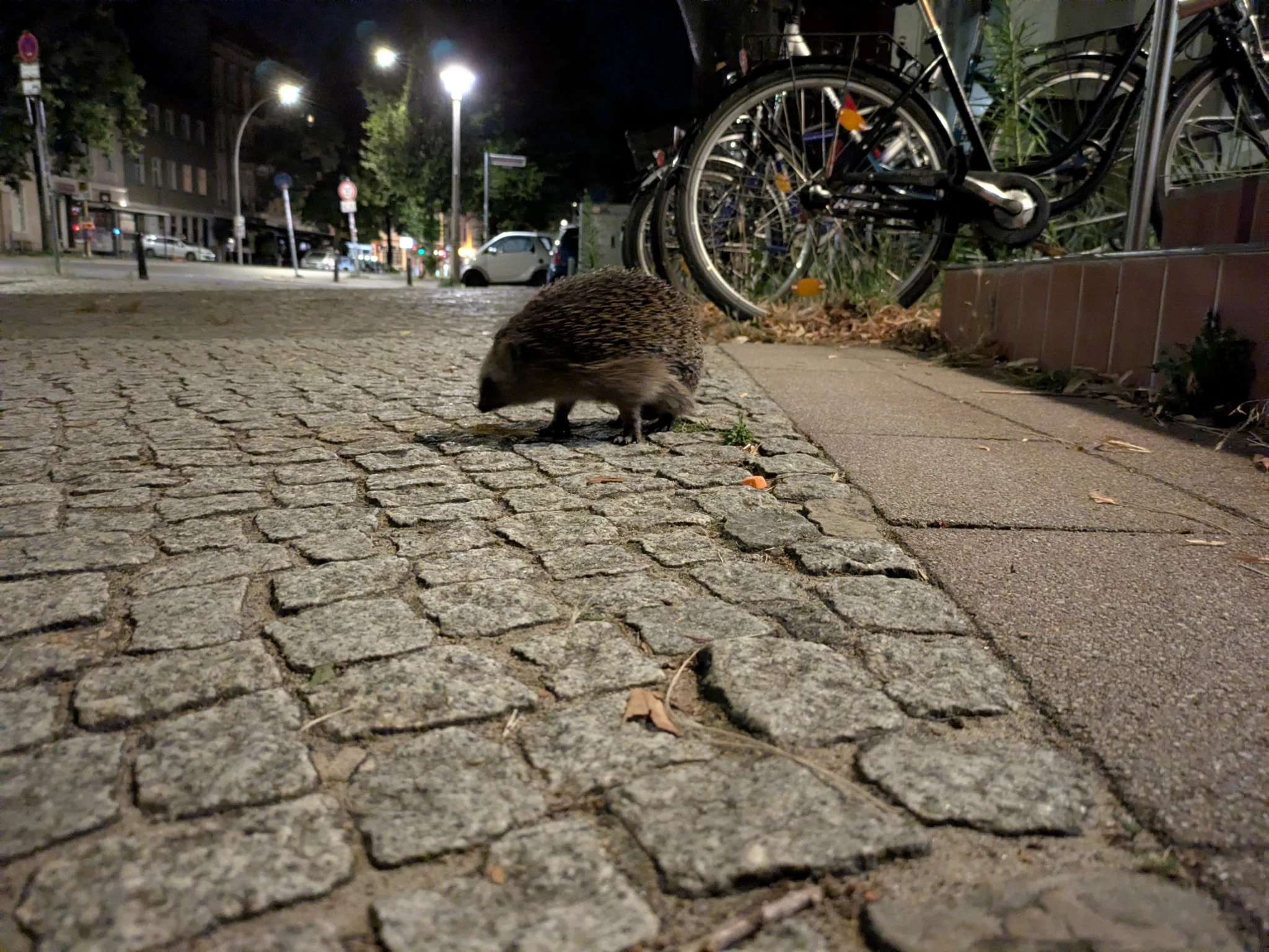 ein igel in der nacht auf Kopfsteinpflaster, im Hintergrund stadt und angeschlossene fahrräder

das ist kein kamerablitz, der Hausmeister hat kürzlich eine starke lampe am eingang montiert