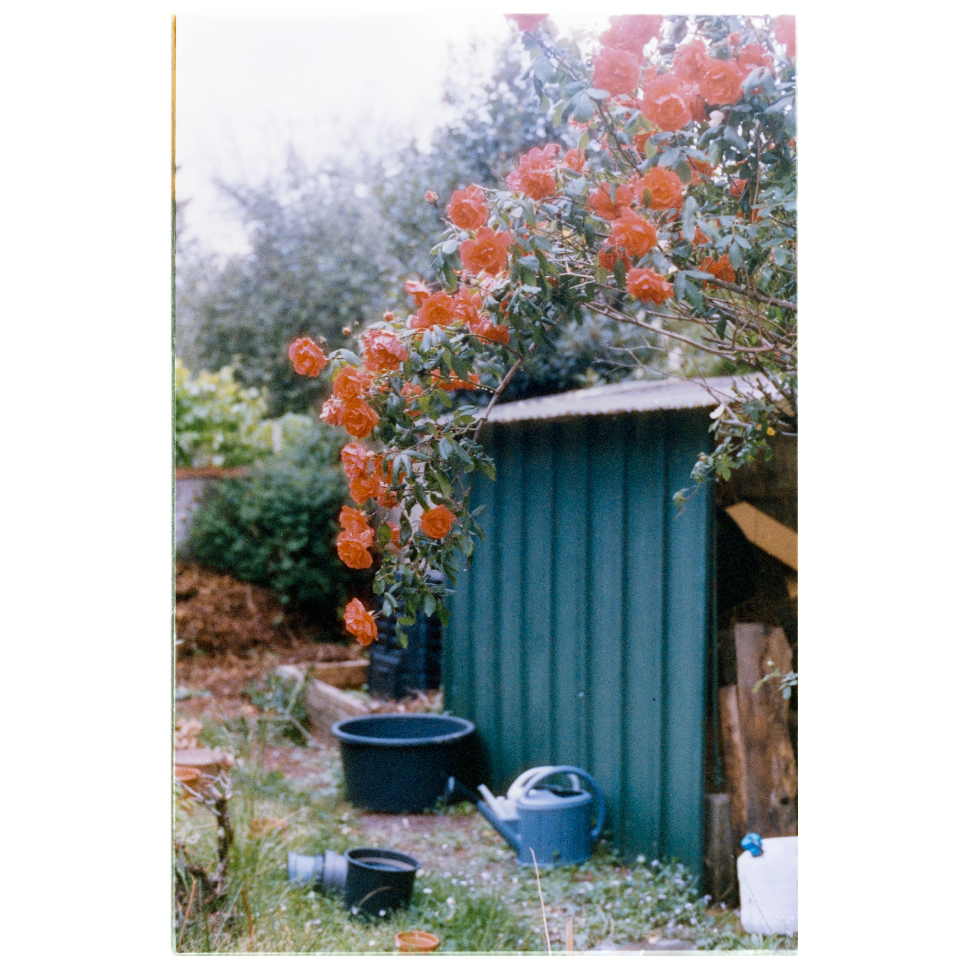 Rosiers