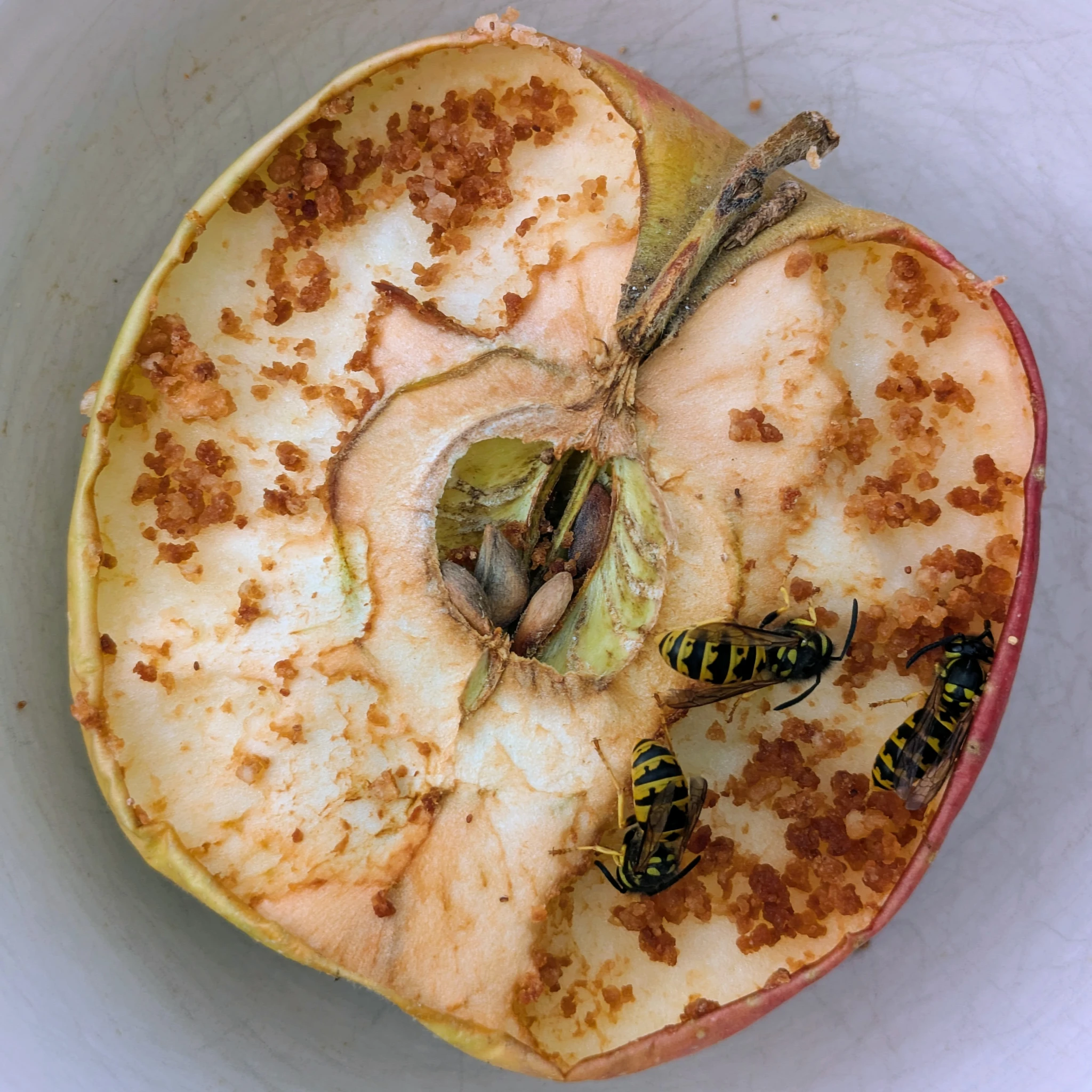 quadratisches bild eines halben apfels, gesehen von oben, drei wespen knabbern an ihm und gönnen sich lecker fruchtzucker